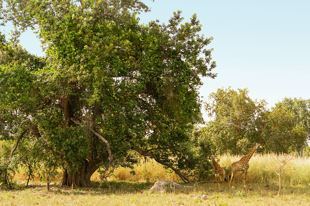 De Fathala Wildlife Reserve, Senegal