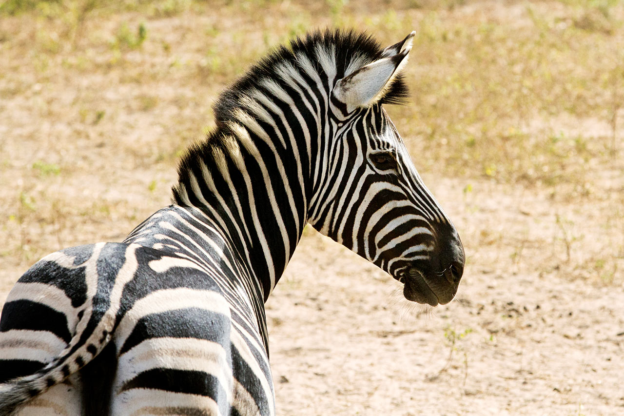 De Fathala Wildlife Reserve, Senegal