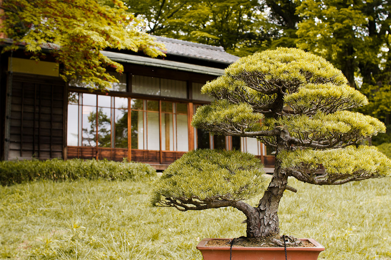 Meiji Jingu -temppelin sisäpuutarha, Tokio
