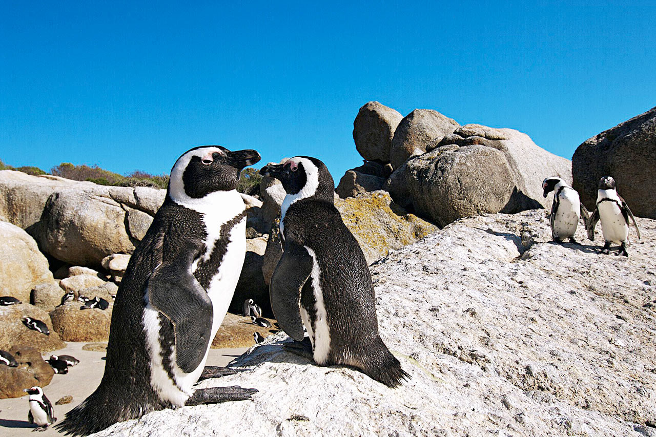 Pingviinejä Boulders Beachilla, Kapin niemimaalla