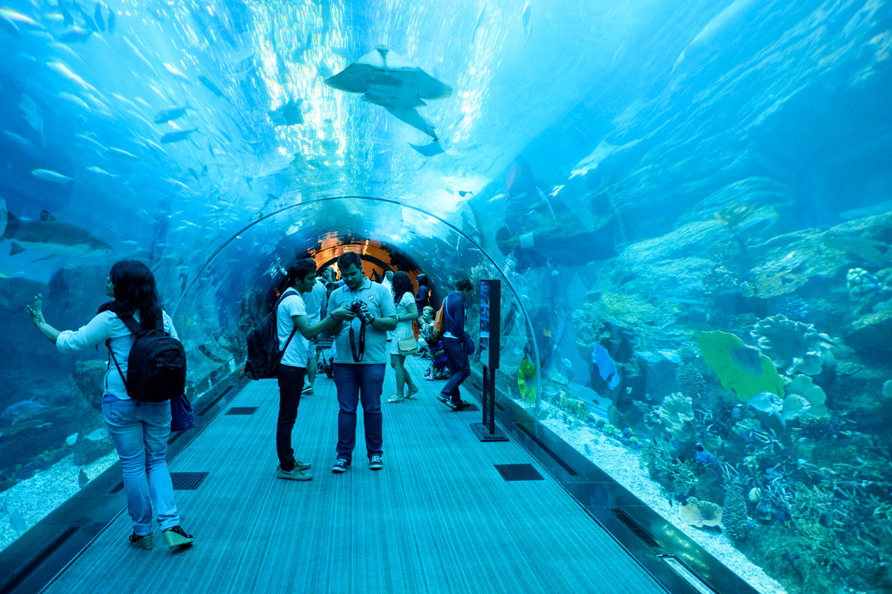 Dubai Aquarium & Underwater Zoo, The Dubai Mall
