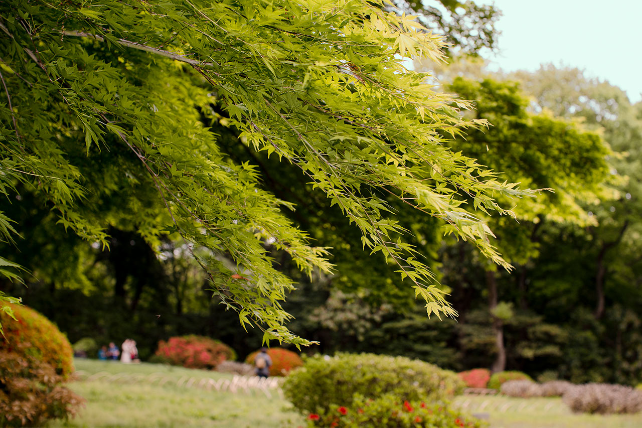 Meiji-temppeli